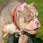 Dog Tag - Customizable Stainless Steel Anti-Loss Blank ID Card DIY Lettering Metal