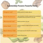 Probiotics Capsules Factory - Private Label Intestines Stomach Health