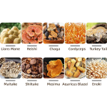 Wholesale OEM ODM Private Label Natural Promote Metabolism Support Immunity Boost Increase Mushroom Powder