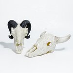 Exotic Pet Breeding Box Manufacturer - Acrylic for Reptiles Amphibians Skulls Rhino Sheep Spider Scorpion Lizard Gecko Display