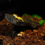 Reptile Basking Platform Manufacturer - Turtle & Climbing Spider Hamster Lizard Gecko Snake Hideout Resin Decoration for Aquariums