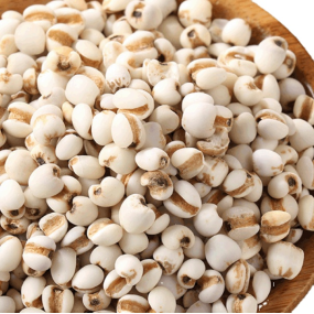 Job's Tears Factory - Dried New Wholesale Job's Tears Fruits Coix Seed