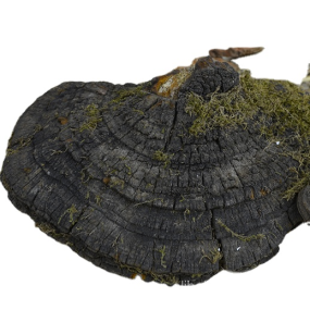 Mushroom Supplier - Dried Wild Natural Phellinus Igniarius Fungus Whole