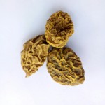 青牛胆根源头工厂-天然箭形青牛胆根茎
