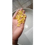 Gleditsia Seeds Factory - New Dried Bulk Supply Gleditsia Sinensis Without Shells