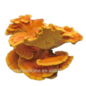 Laetiporus Mushroom Factory - Natural Dried Health Food Laetiporus Sulphureus