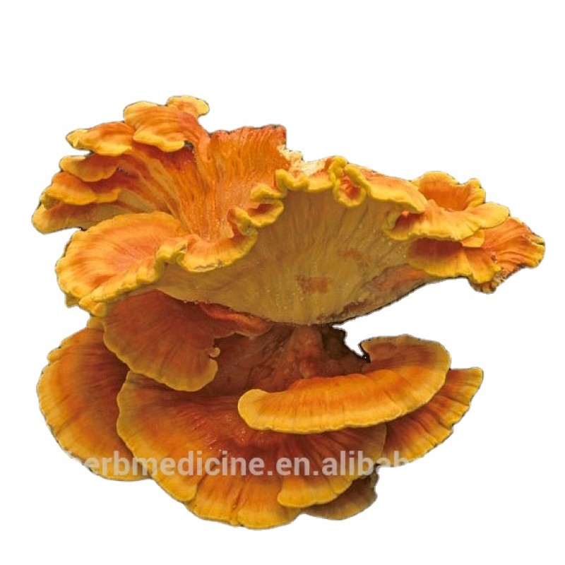 Laetiporus Mushroom Factory - Natural Dried Health Food Laetiporus Sulphureus