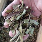 芦荟叶茶源头工厂-生散装绿色干芦荟叶茶