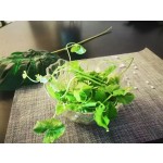 天胡荽草本源头工厂-保健茶原料干天胡荽