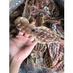 干章鱼源头工厂-1公斤批发价格普通章鱼食品级
