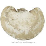 Medicinal Mushroom Factory - High Quality Dried Wild Piptoporus Betulinus