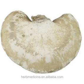 Medicinal Mushroom Factory - High Quality Dried Wild Piptoporus Betulinus