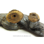 灵芝蘑菇生产商-热销保健食品勺状灵芝整朵