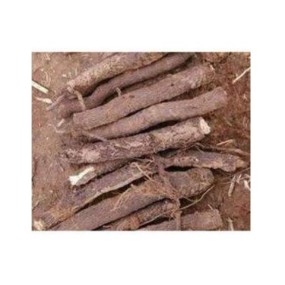 Paulownia Roots Manufacturer - Factory Supply Young Plants Paulownia Elongata Segments