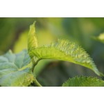 Mulberry Leaf Tea Manufacturer - Natural Raw Whole Dried Morus Alba Leaves