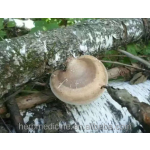 Medicinal Mushroom Factory - High Quality Dried Wild Piptoporus Betulinus
