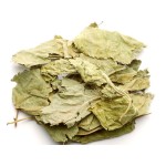 Mulberry Leaf Tea Manufacturer - Natural Raw Whole Dried Morus Alba Leaves