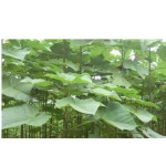 泡桐根生产商-厂家供应幼苗长穗泡桐段