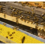 Bee Pollen Manufacturer - Natural Entomophile Pollen Honey Bee Food Supplement