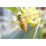 Osmanthus Tea Manufacturer - Dried Pure Yellow Sweet-scented Blossoms Flower Tea