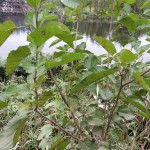 Mulberry Leaf Tea Manufacturer - Natural Raw Whole Dried Morus Alba Leaves