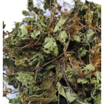 Gotu Kola Leaf Manufacturer - Natural Dried Asiatic Pennywort Herb Tea