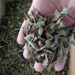 芦荟叶茶源头工厂-生散装绿色干芦荟叶茶