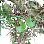 天胡荽草本源头工厂-保健茶原料干天胡荽