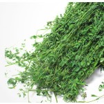 干植物切段生产商-天然纯智利三叶草苜蓿水牛草