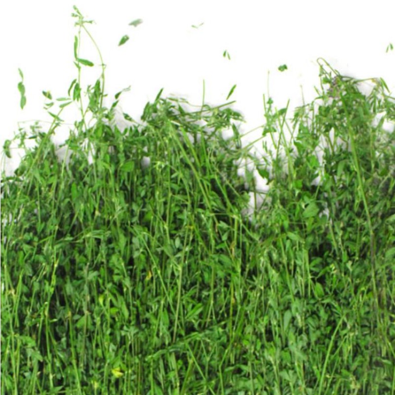Dried Plants Cuts Manufacturer - Natural Pure Chilean Clover Lucerne Buffalo Grass