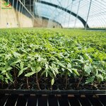 Garden Trays Manufacturer - 150cell 200 100 Holes for Seedlings Tomato Broccoli Tulip Germination