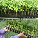Seedling Trays Manufacturer - 72 98 105 128 200 288 Cells Plastic Nursery for Planting Tomato Broccoli Chilli Marigold