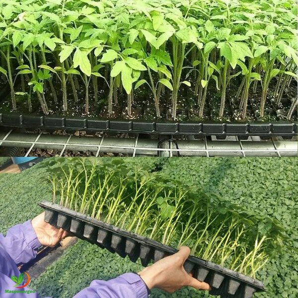 Seedling Trays Manufacturer - 72 98 105 128 200 288 Cells Plastic Nursery for Planting Tomato Broccoli Chilli Marigold