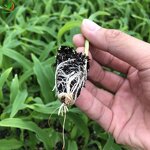 Seedling Tray Manufacturer - 72 105 128 200 Holes Ps Seed Planter Nursery for Plants Fruits Vegetable Flower