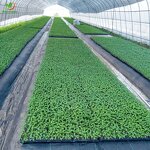 Seedling Tray Manufacturer - Round 50 72 105 128 200 Cells Plastic Starter Wholesale for Vegetable Flower Seed Germination