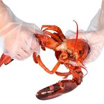 Disposable CPE Gloves Manufacturer - Medium Transparent Durable Oil-proof for Food Cooking Kitchen Dishwashing Baking