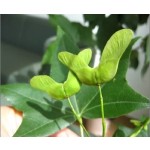 元宝枫油源头工厂-富含5%神经酸植物健康油