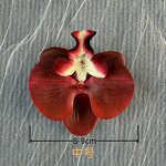 Wedding Hair Accessories Manufacturer - Exquisite 3D Simulation Glue Phalaenopsis