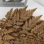Dried Flowers Manufacturer - Alpine Fern Leaves Eternal Wedding Arrangement