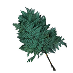 Dried Flowers Manufacturer - Alpine Fern Leaves Eternal Wedding Arrangement