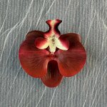 Wedding Hair Accessories Manufacturer - Exquisite 3D Simulation Glue Phalaenopsis