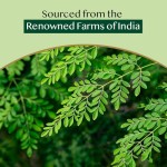 OEM/ODM Moringa Leaf Tea Health Flavored Moringa Leaf for Tea