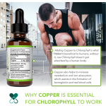 Direct Factory Wholesale Source Bottle Chlorophyll Liquid Drops Organic Healthcare Supplement  Chlorophyll Drops
