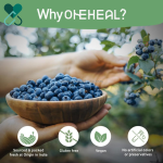 Factory Direct Supply Handpick Wild Fruit Tea Blueberry Herbal Tea Premium True Blueberry Fruit Tea