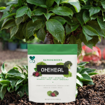 Multifunctional Immune Booster Supplements Herbal Butt Private Label Herbal Supplements