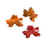 Hair Claw Clip Manufacturer - New Design Fun Simulated Maple Leaf Acetate for Girl Woman