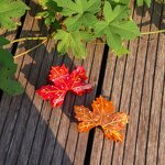 Hair Claw Clip Manufacturer - New Design Fun Simulated Maple Leaf Acetate for Girl Woman