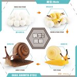 Insect Life Cycle Model Manufacturer - Lelewu Simulation Dragonfly Snail Grasshopper Mosquito Growth Science Education Decoration
