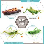 Insect Life Cycle Model Manufacturer - Lelewu Simulation Dragonfly Snail Grasshopper Mosquito Growth Science Education Decoration