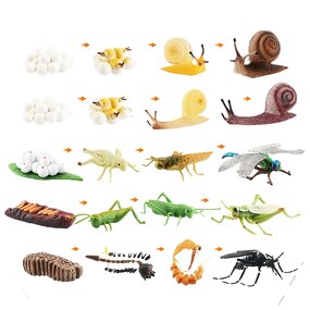 Insect Life Cycle Model Manufacturer - Lelewu Simulation Dragonfly Snail Grasshopper Mosquito Growth Science Education Decoration